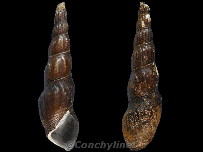 Unidentified species