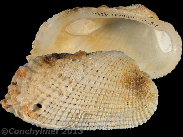 Acar plicata