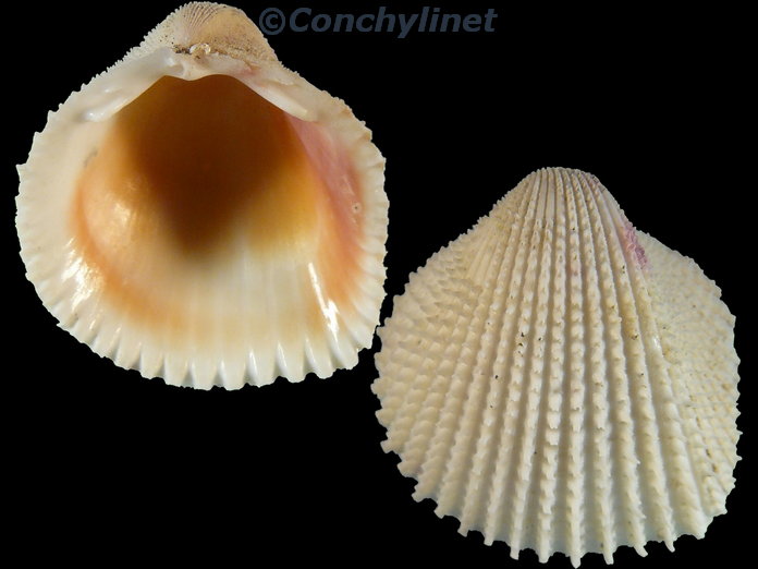 Ctenocardia virgo