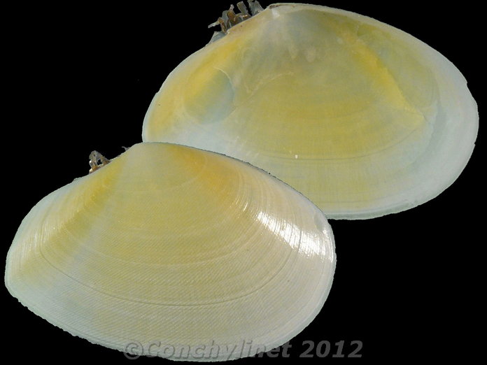 Scissulina dispar