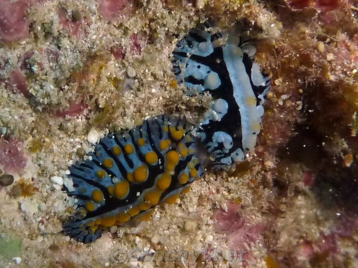 Fryeria marindica