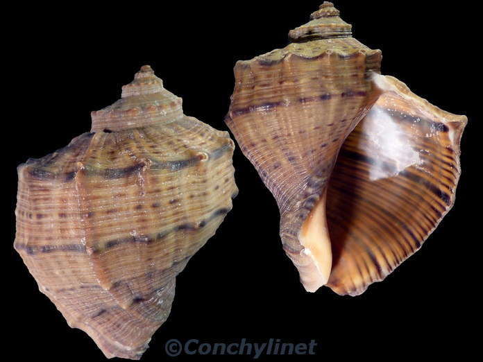 Rapana venosa