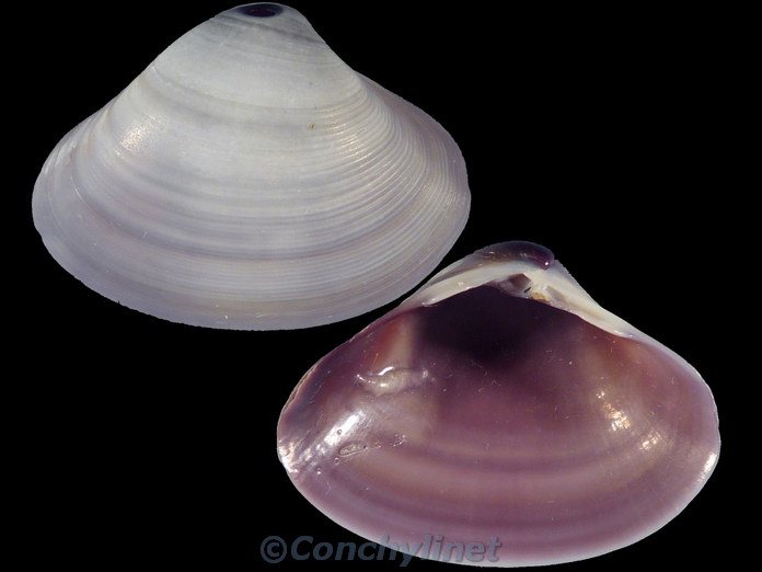 Mactra violacea