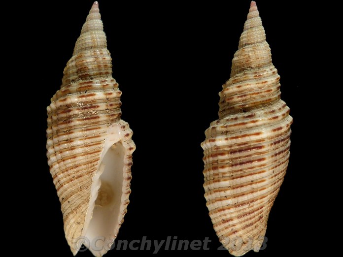 Imbricaria insculpta