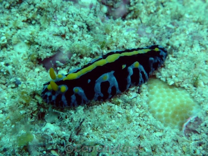 Fryeria marindica