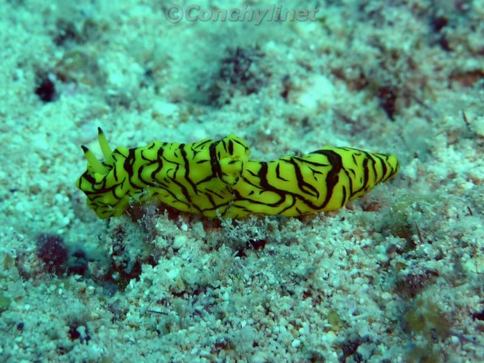 Notodoris minor