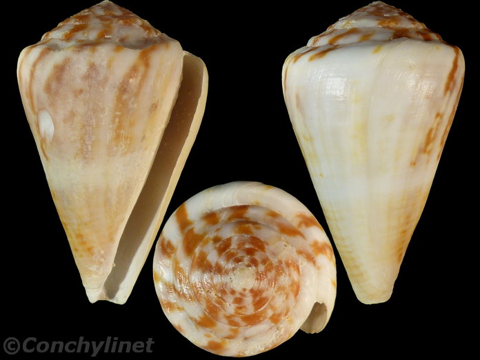 Conus namocanus Conus namocanus