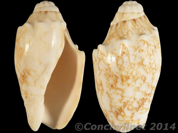 Cymbiola vespertilio