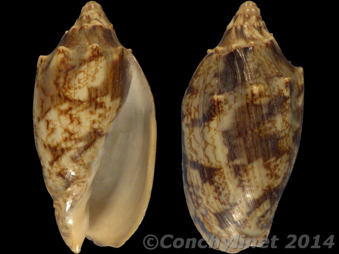 Cymbiola vespertilio