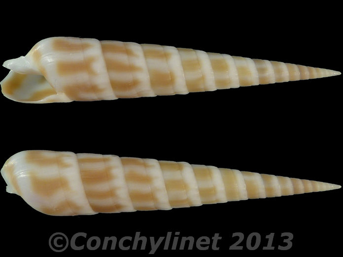 Oxymeris consors