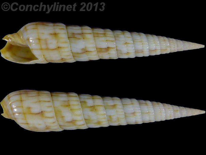 Myurella affinis