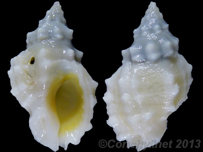Cronia ochrostoma