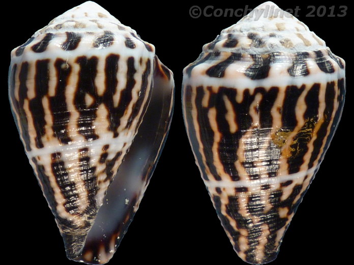 Conus chaldaeus