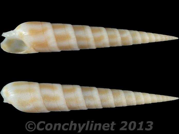Oxymeris consors