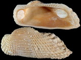 Variation210520
