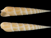 Variation311047