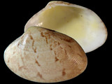 Variation211480