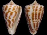 Conus spurius
