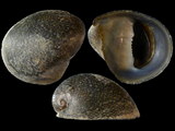 Variation212032