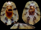 Cellana radiata capensis