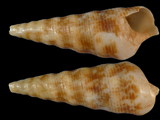 Turritella fuscomaculata
