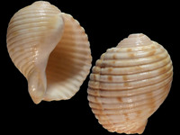 Tonna variegata