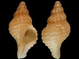 Fusinus ocelliferus