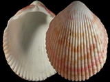 Variation212290