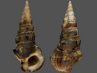 Pyrazus ebeninus