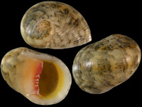 Nerita polita erythrostoma