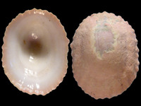 Radiacmea inconspicua