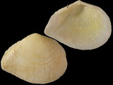 Variation413236
