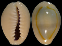 Cypraea annulus