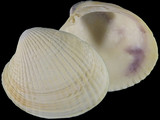 Variation413849