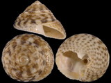 Variation213898