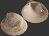 Variation214021