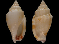 Canarium wilsonorum