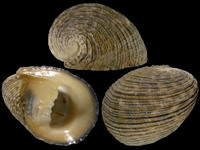 Nerita planospira