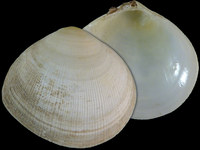 Pseudarcopagia botanica