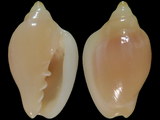 Austroginella muscaria