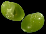 Smaragdia viridis