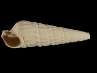 Variation315052