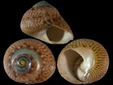 Oxystele impervia