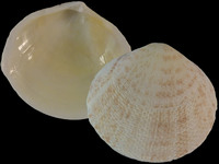 Variation415358
