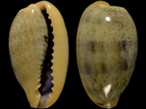 Variation215507
