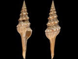Lophiotoma indica