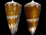 Conus maldivus