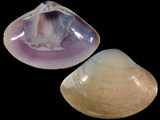 Variation216716