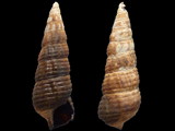 Variation417034