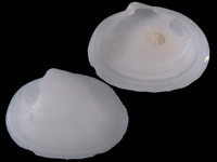 Scintillula pustulata